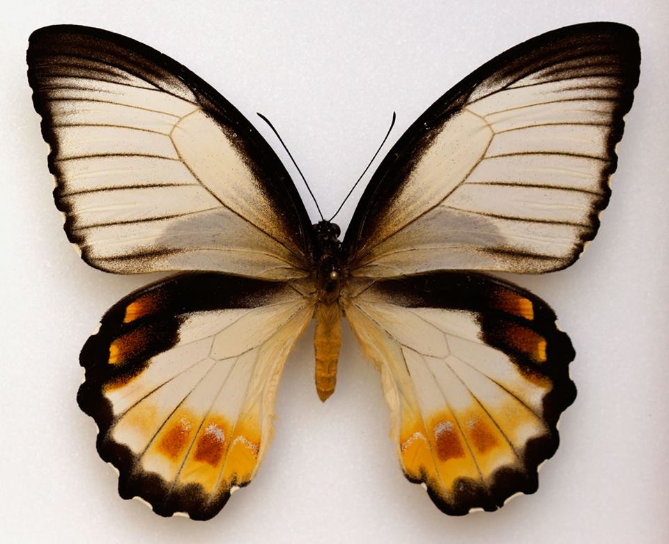 Papilio aegeus ormenus (aberrant, PNG) [Internet image property of respective owner, non commercial use only]